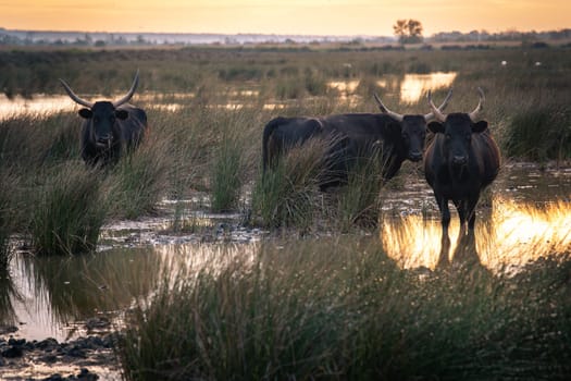 Group of bulls in the sun of Camargue, France