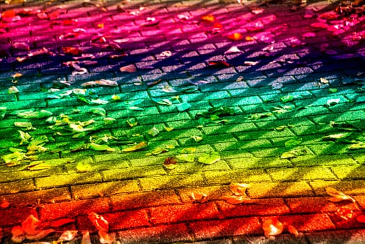 autumal painted leaves on a street in LGBTQ colors