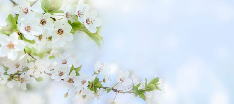 Spring flower blossom closeup with bokeh background. Springtime nature scene with cherry blossom tree in japanese garden and sunlight. Easter holiday seasonal scenery. Pure soft pastel backdrop design.