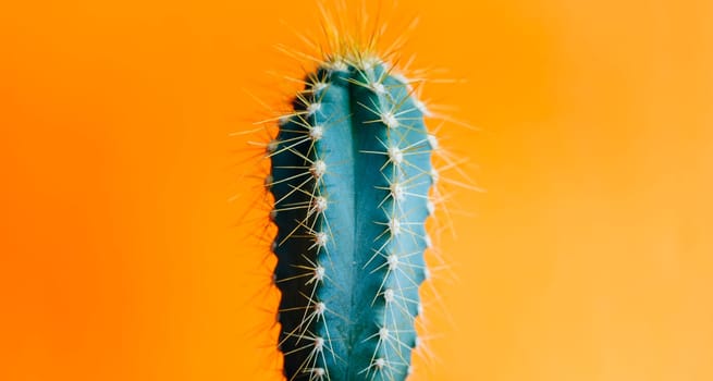 Green cactus closeup over bright orange pastel background. Colorful yellow summer trendy creative concept. Minimal contemporary pop art. Funky houseplant still life.