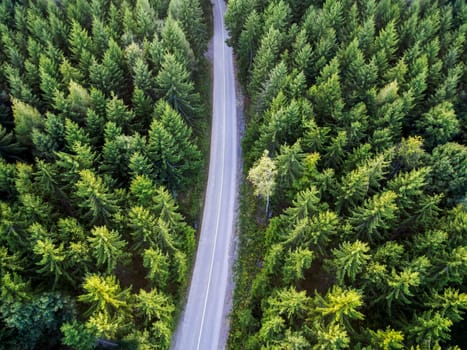 Top view of dark green forest landscape in winter. Aerial nature scene of pine trees and asphalt road. Countryside path trough coniferous wood form above. Adventure travel concept background.