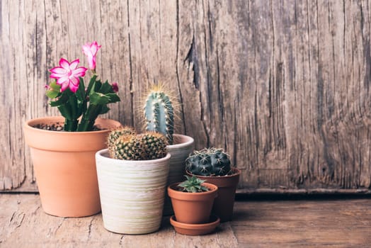 Various cactus and succulent plant in clay pot on vintage wooden background. Houseplant growing hobby and spring gardening at home. Flower care.