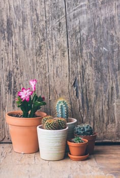 Various cactus and succulent plant in clay pot on vintage wooden background. Houseplant growing hobby and spring gardening at home. Flower care.