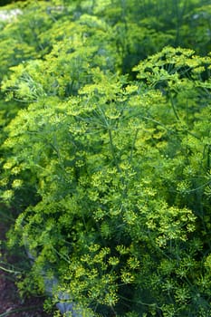 Dill is a versatile culinary herb