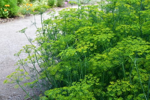Dill is a versatile culinary herb