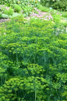 Dill is a versatile culinary herb