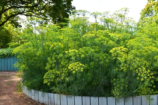 Dill is a versatile culinary herb