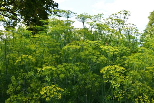 Dill is a versatile culinary herb