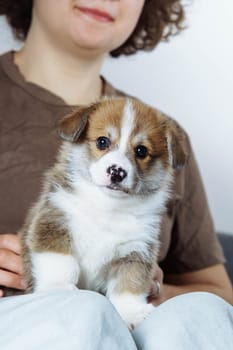 Portrait of beautiful brown white puppy of dog welsh pembroke corgi looking at camera, standing on legs of unrecognizable woman with curly hair wearing brown T-shirt, jeans. Pet love, care. Vertical.