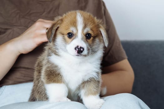 Portrait of adorable little brown white puppy of dog welsh pembroke corgi sitting on jeans of unrecognizable woman stroking patting pet on grey sofa. Pet love, pet care, domestic animal, dog breeding.