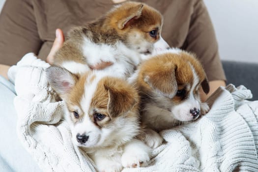 Cropped photo of woman owner sitting on sofa, holding three active little brown white puppies of dog welsh pembroke corgi lying on white sweater. Pet love, pet care, domestic animal, dog breeding.
