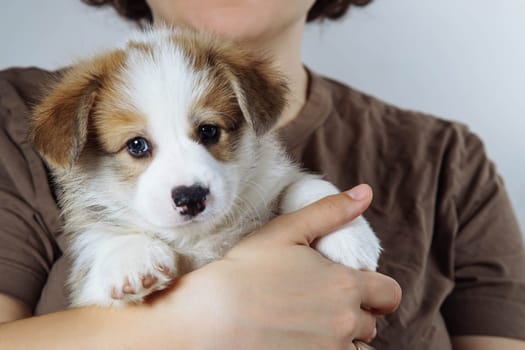 Cropped photo of woman holding adorable little brown white puppy of dog welsh pembroke corgi on hands on grey background. Pet love, pet care, domestic animal, dog breeding, companionship, friendship.