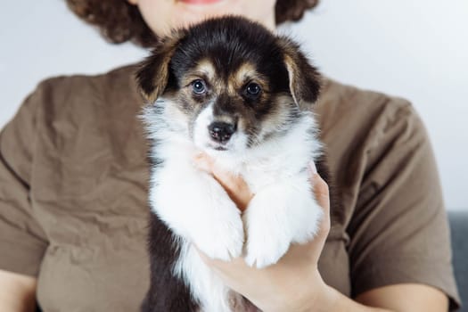 Cropped photo of woman owner wearing brown T-shirt, holding amusing little black white puppy of dog welsh pembroke corgi on hands on grey background. Pet love, pet care, domestic animal, dog breeding.