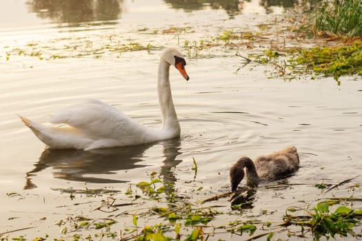Graceful white swan with orange beak and long neck staring at small child exploring water. Adult bird watching baby with brown feathers, looking after curious kid, swimming in lake together.