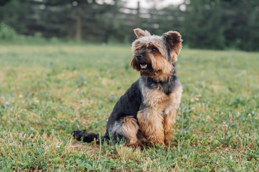 Portrait of friendly small Yorkshire Terrier with brown and black fur relaxing on green grass on countryside yard, in front of trees and fence and looking away with curious eyes and open mouth.