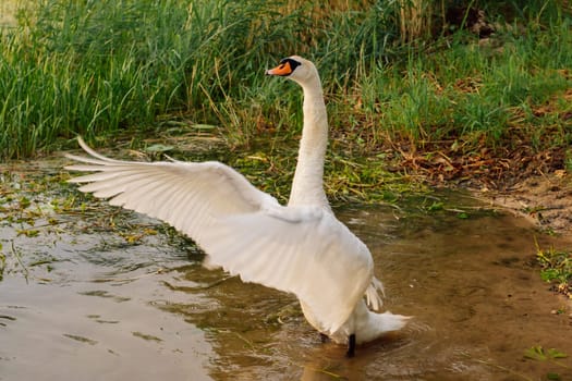 Fascinating white swan with orange beak and long neck flapping charming wings, giving appearance of wide open arms and proudly looking ahead, standing in water near greenery shore of lake.