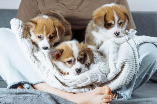 Cropped photo of barefoot woman owner sitting with crossed legs on grey sofa, holding three funny little brown white puppies of dog welsh pembroke corgi lying on white sweater, looking down. Pet love.