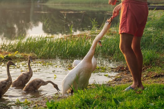Fantastic picture of unrecognizable man wearing red shorts standing on lake shore and feeding white swan with long neck and orange beak. Bird exploring nature with family, eating from hand of male.