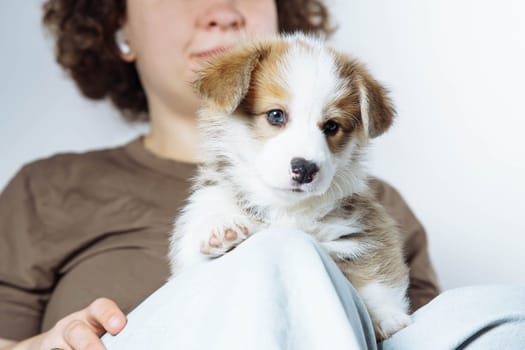 Portrait of pretty little brown white puppy of dog welsh pembroke corgi sitting on legs of unrecognizable woman wearing jeans, brown T-shirt on grey background. Pet love, pet care, domestic animal.