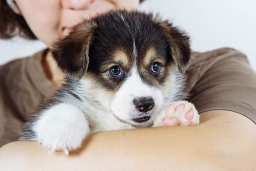 Cropped photo of woman owner holding beautiful little brown white puppy of dog welsh pembroke corgi on white background. Pet love, pet care, domestic animal, dog breeding, companionship, friendship.