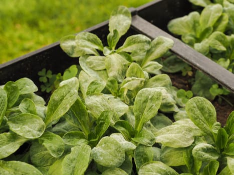 Lamb's lettuce with mildew in a balcony box, Fungal diseases on lettuce plants