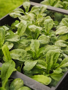 Lamb's lettuce with mildew in a balcony box, Fungal diseases on lettuce plants