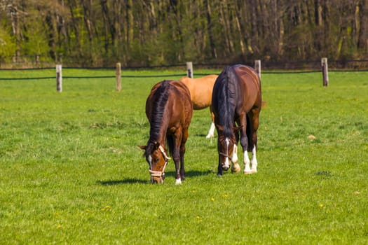 Horses on a spring pasture in Germany