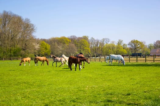 Horses on a spring pasture in Germany