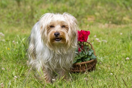 yorkshire terrier and cyclamen persicum in a basket