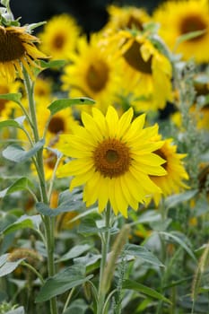 Yellow Sunflowers growing in a field. Natural sunflower background.
