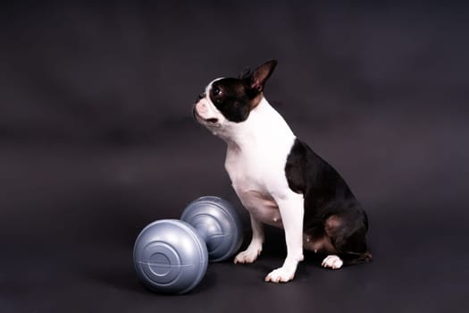 Smart puppy dog, boston terrier with a sports equipment. Sport, fitness, bodybuilding concept.
