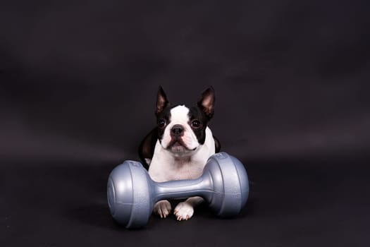 Smart puppy dog, boston terrier with a sports equipment. Sport, fitness, bodybuilding concept.