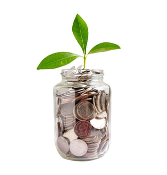 Green leaf plant on save money coins, Business finance saving banking investment concept.
