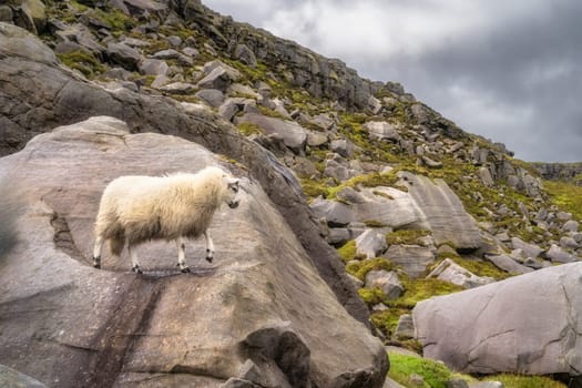 Cuilcagh Mountain Park, Furry sheep standing on a large boulder with cliff and rock slide in background, Fermanagh, Northern Ireland