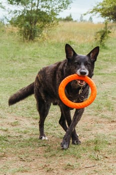 Wonderful German Shepherd dog with black and brown coat, wearing pet harness, walking in nature, carrying orange puller toy in mouth and enjoying activity in fresh air on summer day. Vertical.