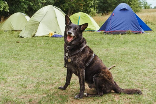 Gorgeous German Shepherd dog in pet harness sitting on green lawn in front of colorful camping tents, looking ahead with open mouth and joyful eyes. Canine with black and brown fur resting in nature.