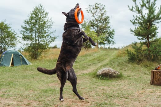 Amazing black and brown colored German Shepherd canine, wearing pet harness, stood up on hind legs and caught orange circle toy with teeth, playing with puller in nature in front of camping tent.