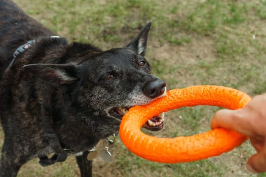 Playful German Shepherd with black fur attempting to take orange puller from hand of male owner away, biting circle shaped toy and enjoying game. Unrecognizable man playing with dog in nature.