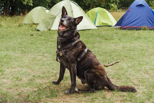 Gorgeous German Shepherd dog in pet harness sitting on green lawn in front of colorful camping tents, looking ahead with open mouth and joyful eyes. Canine with black and brown fur resting in nature.