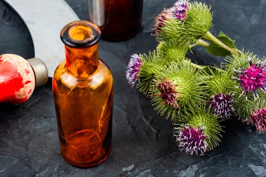 Healing plant burdock or Silybum marianum, herbal Medicine