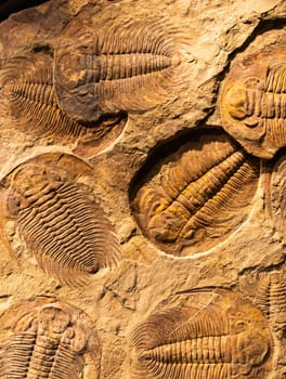 Fossil of Trilobite - Acadoparadoxides briareus - ancient fossilized arthropod on rock - paleontology background