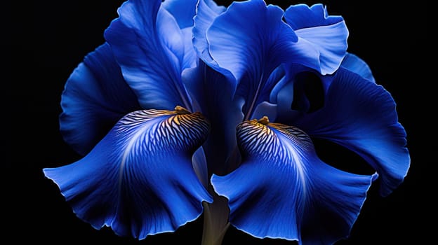 Blue iris close-up. Flowers on a black isolated background. wallpaper or background .Generative AI
