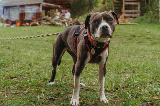 Charming American Staffordshire Terrier on leash, wearing pet harness, standing on green lawn on countryside yard and looking at camera. Medium sized doggy with brown-white coat walking near house.