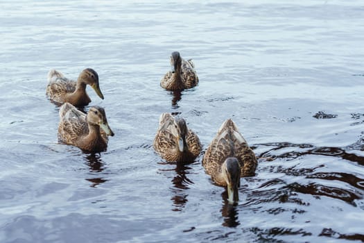 Bunch of adorable ducks flowing on water, swimming in clean lake on warm summer day. Wild birds with brown, black and white feathers enjoying waves, decorating nature with wonderful vitality.