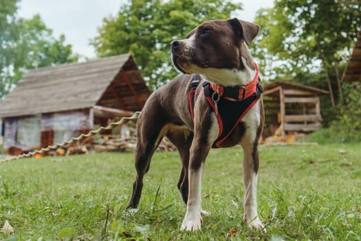 Portrait of fantastic American Staffordshire Terrier with brown and white fur, wearing pet harness, standing against countryside building and looking away. Strong dog walking on yard in nature.