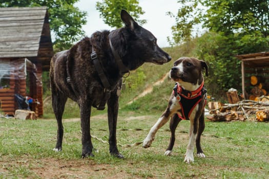Two dogs of diverse breed, in pet harness, standing on yard and looking at each other. American Staffordshire Terrier with brown and white fur staring at black German Shepherd with fearful eyes.