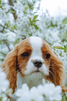 Charming puppy cavalier king Charles spaniel surrounded by blooming spring tree. Color Blenheim. Dogs and nature. Raising and caring for puppies. Feeding dogs. Friendship and mutual understanding.
