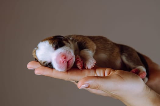 Newborn puppies. Touching paws and nose are shown by newborn Welsh corgi puppy, who sleeps on palms of his mistress .Brown background. Keeping and feeding pets. Veterinary care during childbirth.