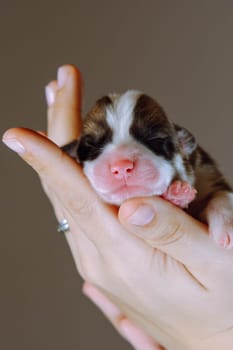 Miracle of birth. Newborn Welsh corgi puppy sleeps sweetly and serenely on palms of his mistress. Brown background. Keeping and feeding pets. Veterinary care during childbirth. Dog breeding.