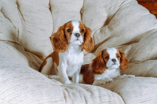 Two puppies of cavalier King Charles spaniel are comfortably ensconced in large round armchair at home. Color Blenheim. Breeding and rearing of puppies. Puppy food. Pets. Thoroughbred dogs.